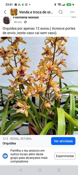 Orquídea disponível