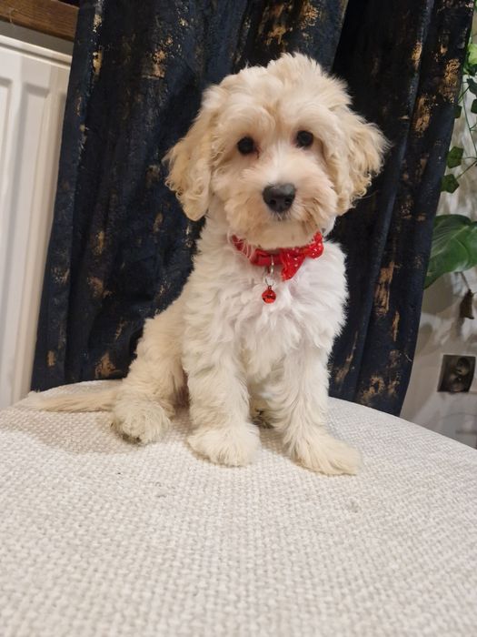 Suczka cockapoo f1b suczka