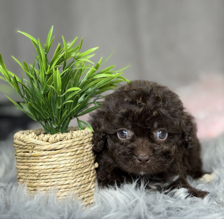 Шоколадная девочка мальтипу