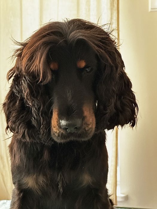 Opieka nad zwierzętami Warszawa | Domowa atmosfera | 1 pupil na raz | Присмотр животных | Petsitting
