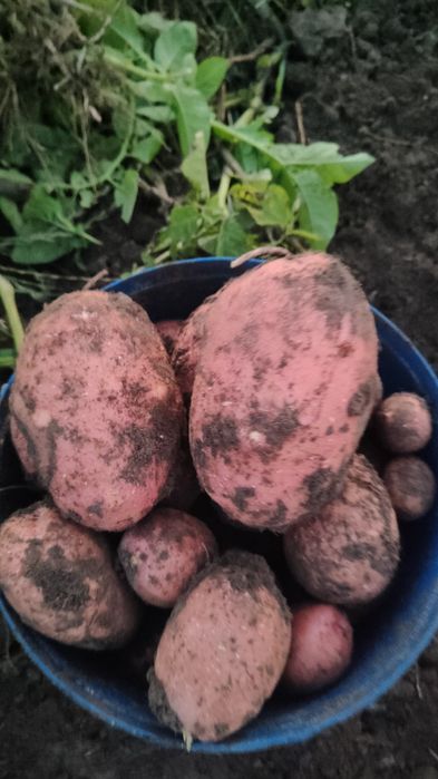 Ziemniaki jadalne Bellarosa, Baltic-rosa