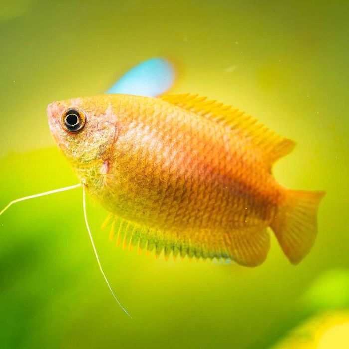 GB Prętnik Miodowy - dowóz ryb!