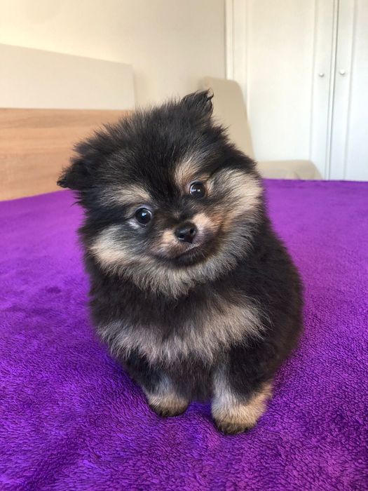 Lulu da Pomerânia Macho Mini