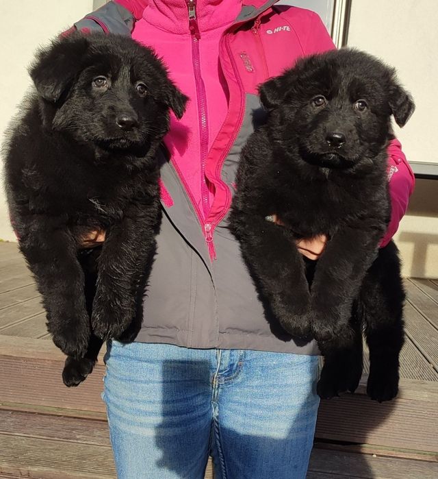 Owczarek Niemiecki długowłosy czarna