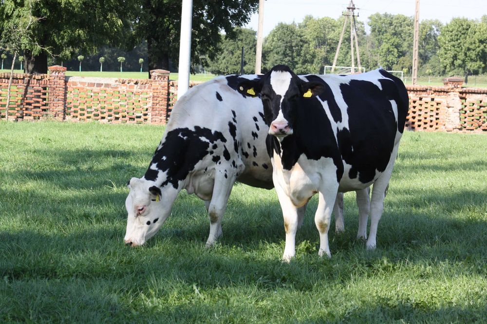 Jałowice hodowlane wysokocielne
