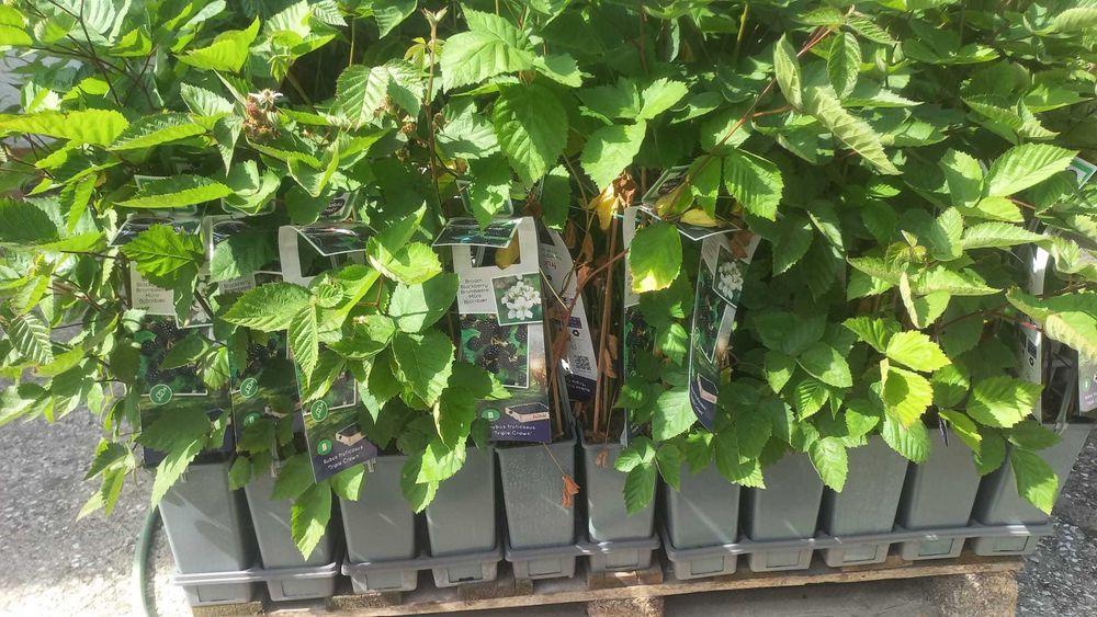 Vende se plantas de amoras com frutos (vasos 2L)