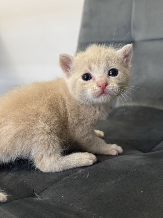 Віддам в добрі руки кошенят