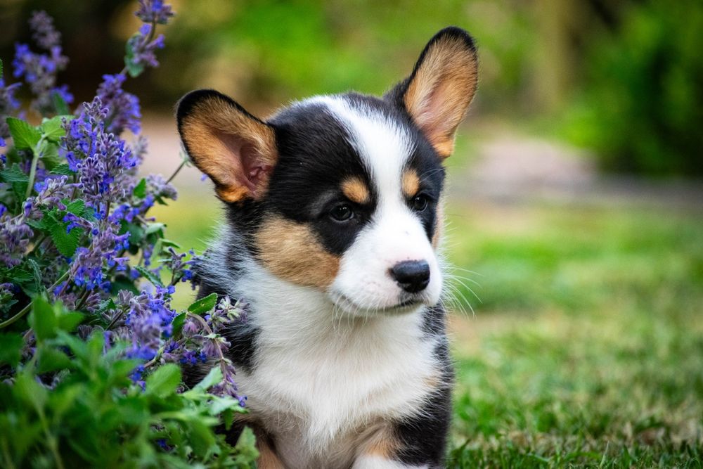 Odbiór początek czerwca - chłopczyk - szczeniak - Welsh Corgi Cardigan