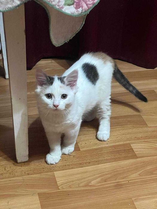 Отдам игривого котенка в добрые руки