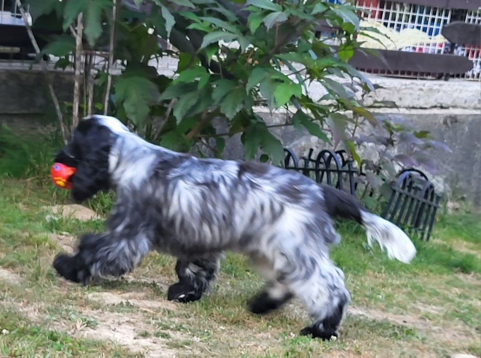Szczenię cocker spaniel ang.