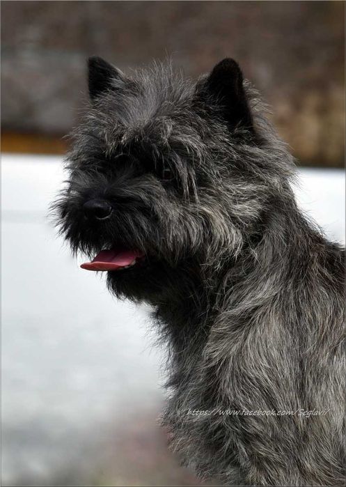Cairn Terrier - rodowodowy (ZKwP/FCI) piesek