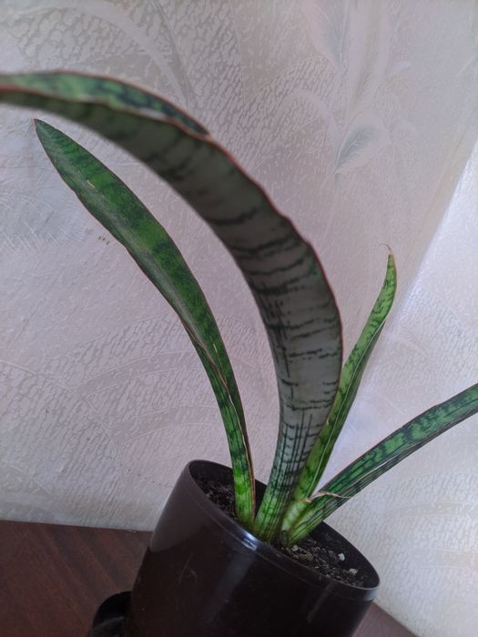 Сансевьерия Клеопатра