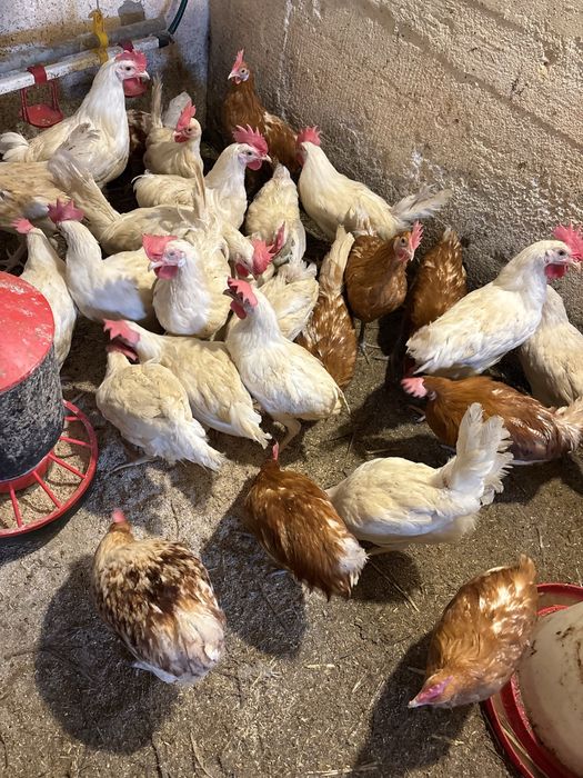Koguty Leghorn , fryzierskie