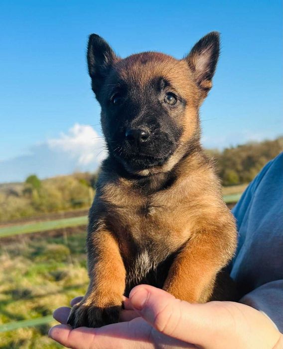 Найкращий хлопчик аліментний щенок бельгійської вівчарки малінуа