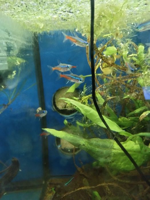 Néons Cardinal Grandes muito bonitos