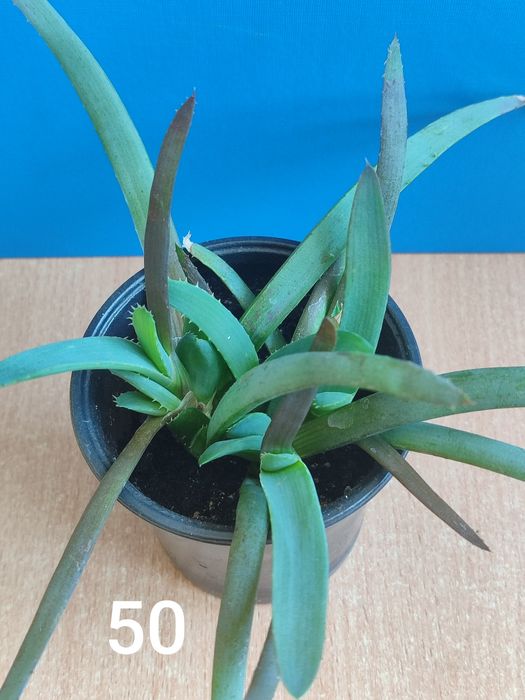 Продам домашні вазони місто Хмельницький