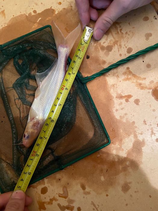 4 pangasius 2 albino 2 azuis