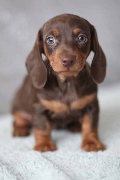 *** Jamnik czekoladowy**