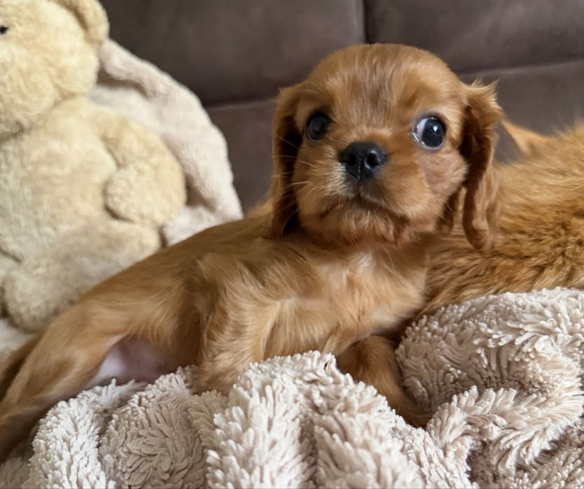 Cavalier King Charles Spaniel
