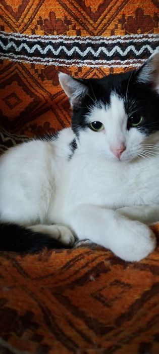 Melania, cudowna 2 letnia koteczka szuka kochającej i odpowiedzialnej