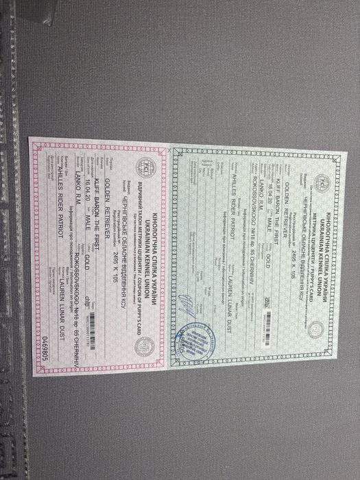 Золотистий Ретривер для вязки