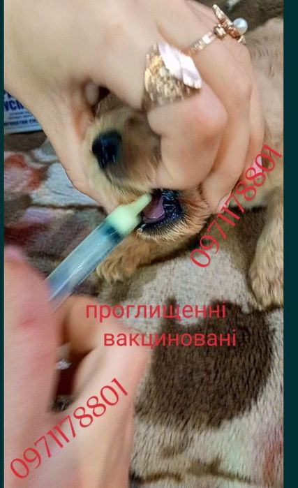 Яке полювання без справжнього англійського кокера?