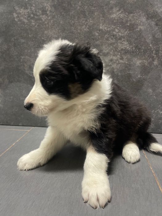 Border collie macho 3 meses