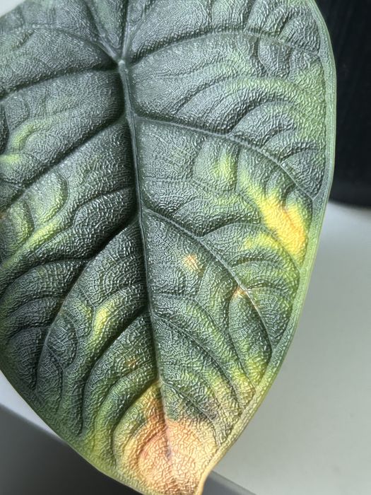 Alokazja melo nie chce u mnie rosnąć