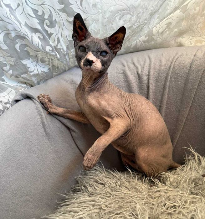 Чарівний котик Лесик, породи сфінкс, чекає на найлюблячих батьків!