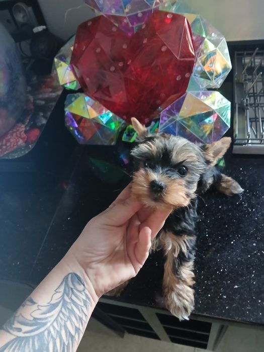 York miniaturka do odbioru