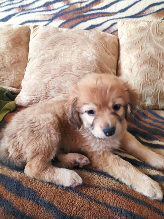 Собачка цуценя дівчинка