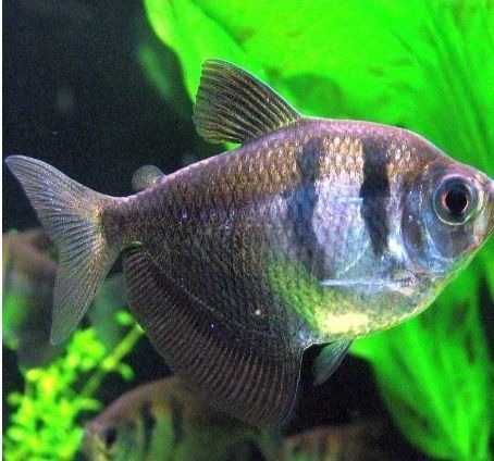 Tetra viuva albina / tetra viuva negro