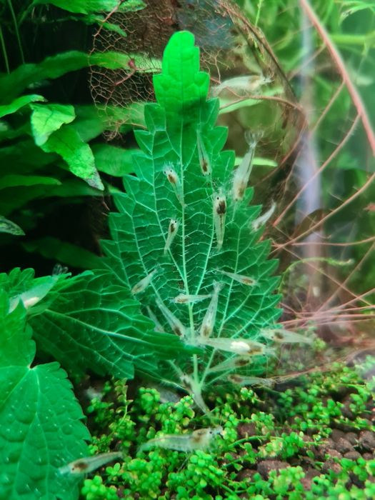Krewetki white pearl - neocaridina - odbiór osobisty