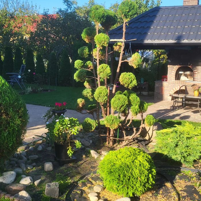 Обрізка фруктових та інших дерев на весну, обрискування санітарне.