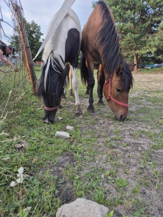 Sprzedam 2 klacze huculskie