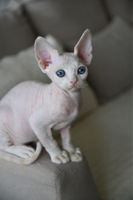 Kocurek Pixel Devon Rex