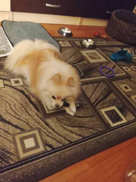 Продам померанского шпица