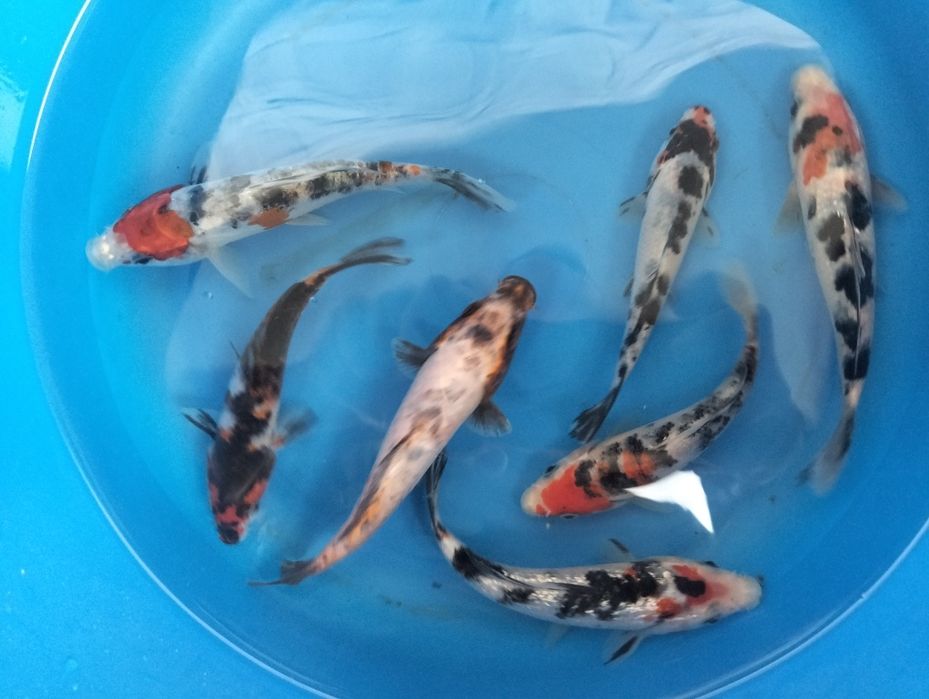 Carpa koi seleção 12 a 15cm