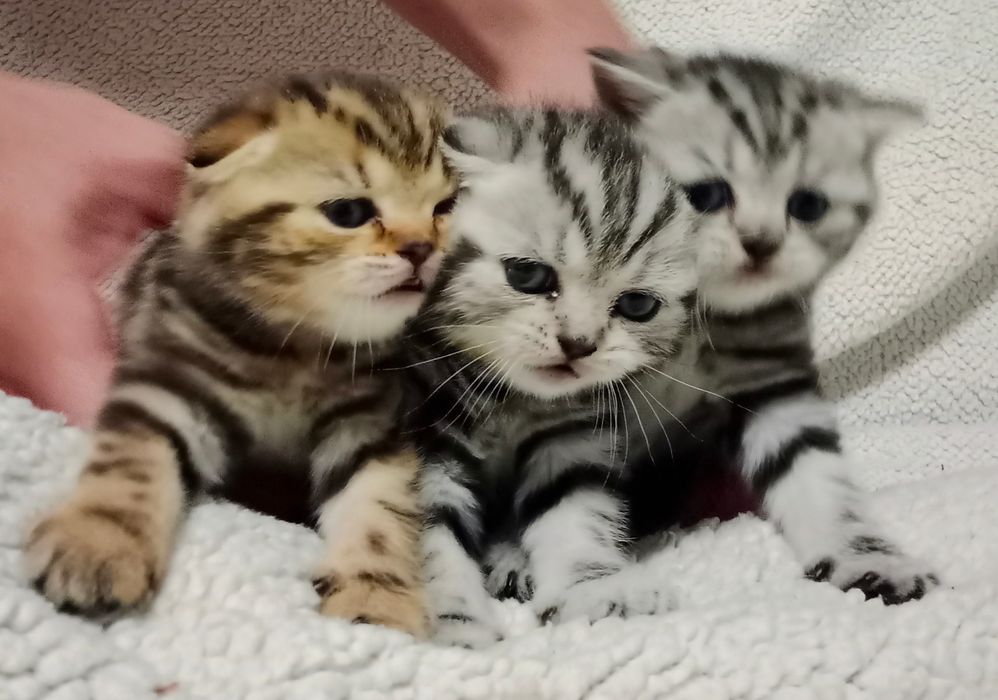 Продам шотландских котят.
