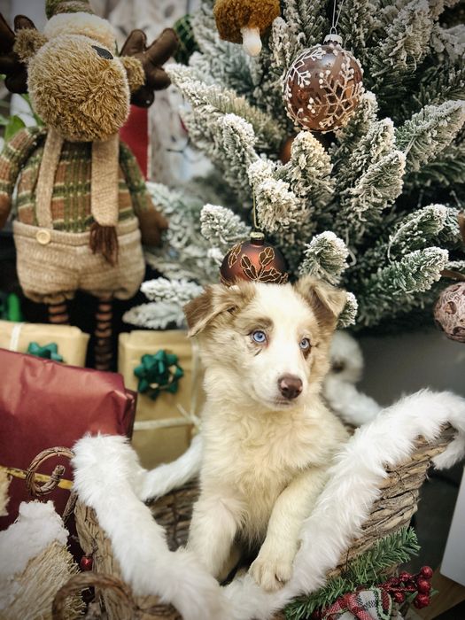 Excelente menina border collie red merle okhos azuis