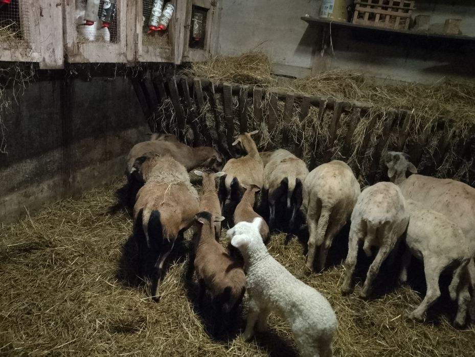 Młode baranki kamerunskie i kozy