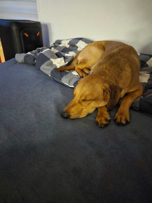 Oddam psa z powodu choroby