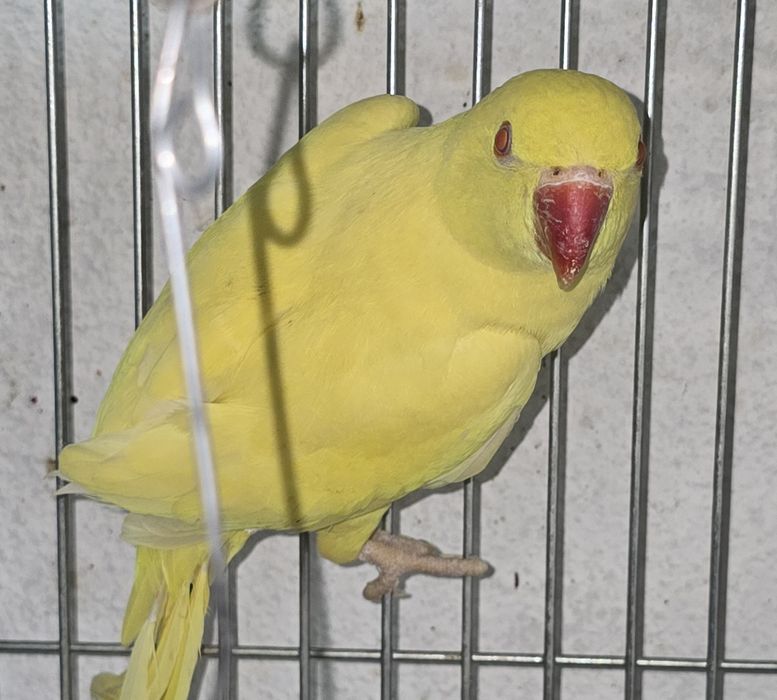 Ring Neck  de grande porte