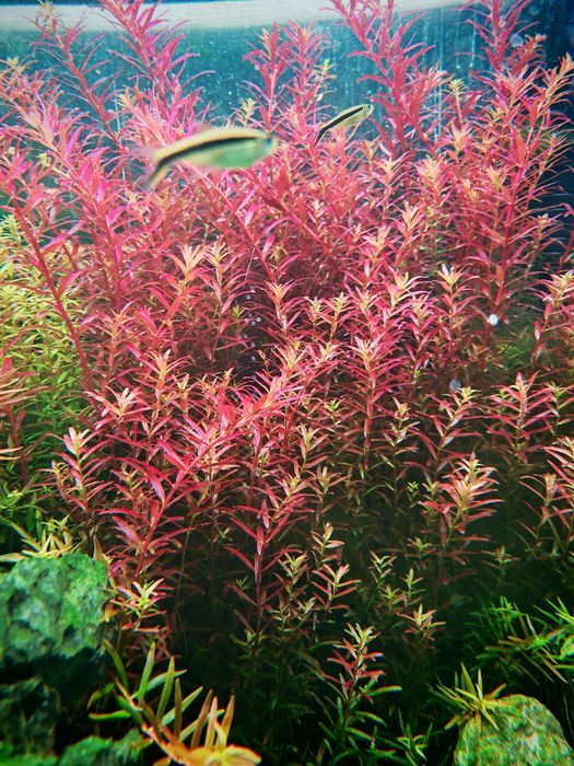 Rotala blood red