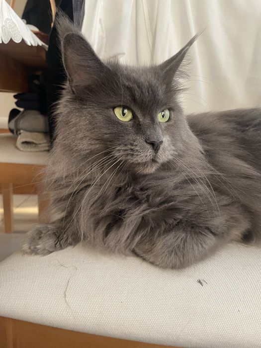 Maine coon kotka
