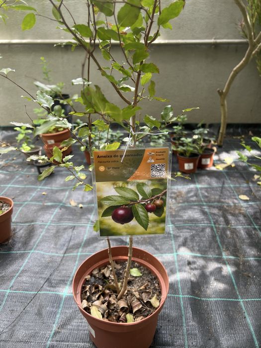 Árvores de fruta Tropical e exóticas