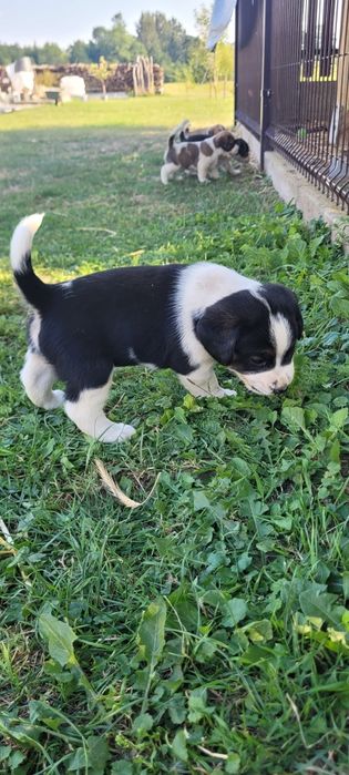 Pieski mama beagle