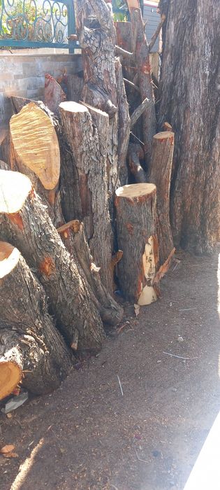 troncos de madeira cedro