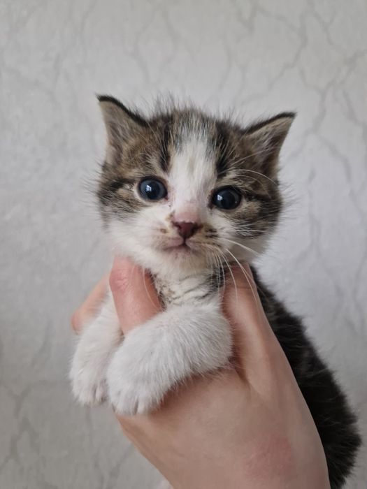 2-miesięczny kocurek szuka najlepszego domu :)