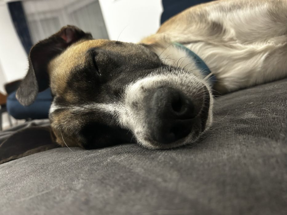 Hotel dla psów miejsce z pasją  i  Kociroom